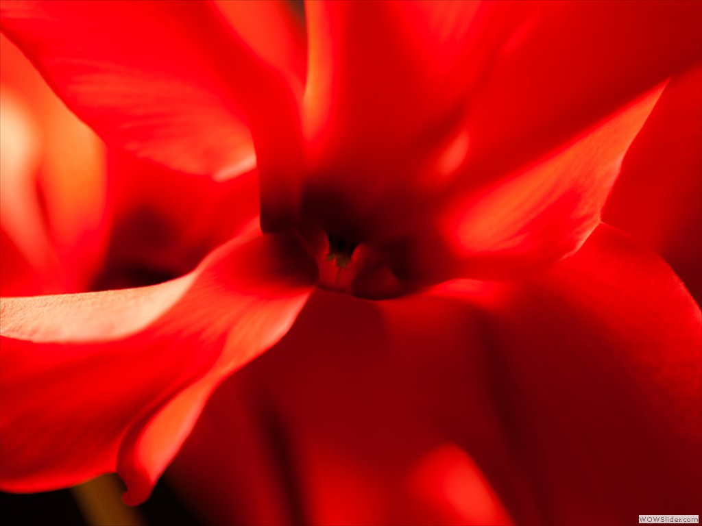 Macro